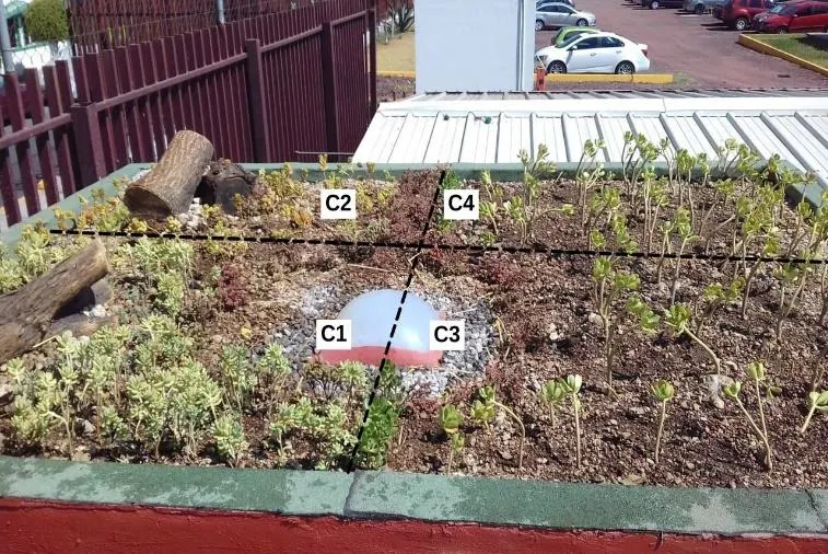 Cuadrantes del techo verde del CIIEMAD con vegetación crecida después de un año de instalación