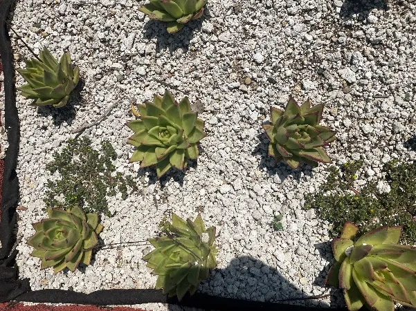 Echeverias separadas en cuadrícula sobre gravilla blanca, vista cenital