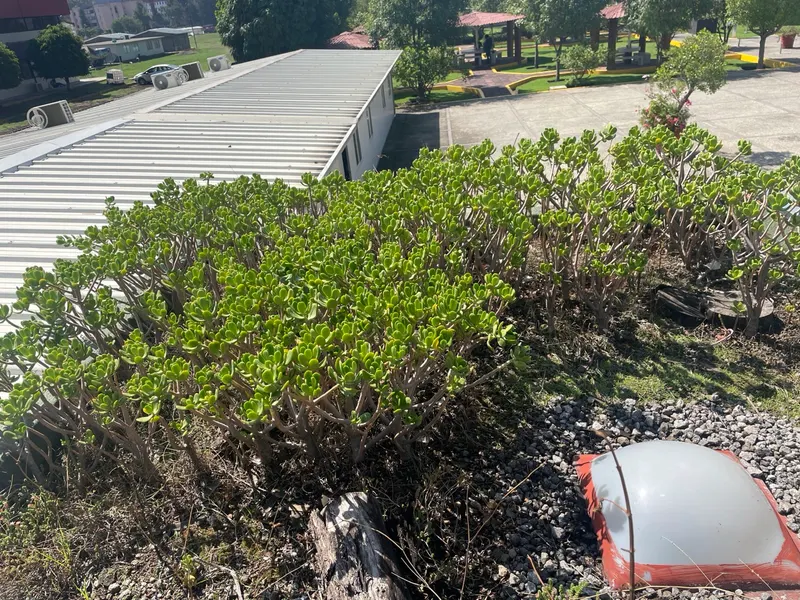 Vista del techo verde con el edificio académico del CIIEMAD al fondo