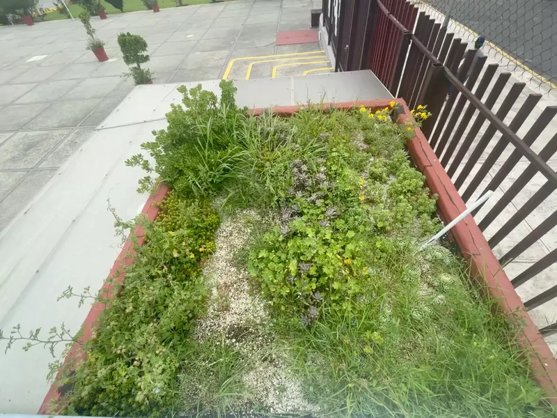 Módulo experimental del TVLE con cubierta vegetal mixta