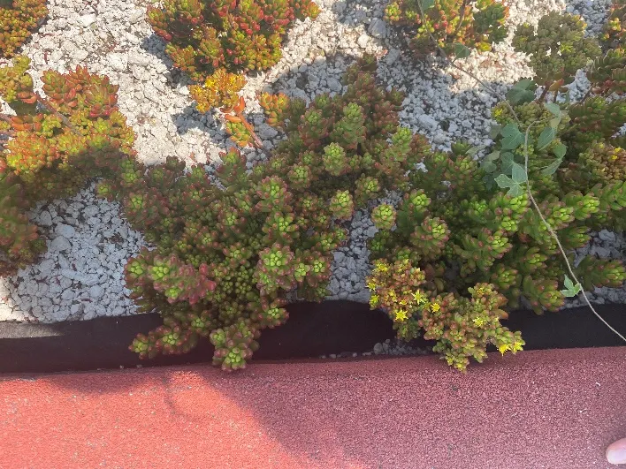 Sedum en floración con cambio cromático verde a rojizo en el techo verde