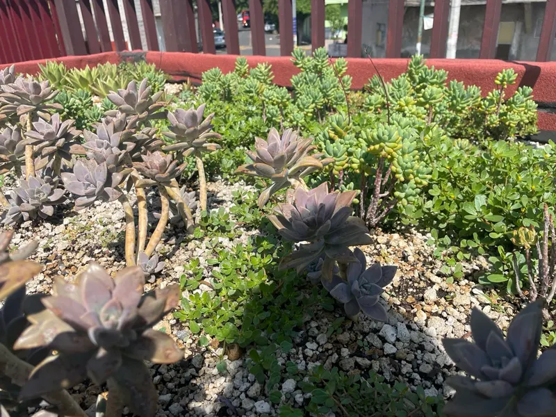 Echeverias y crasuláceas en el techo verde del CIIEMAD