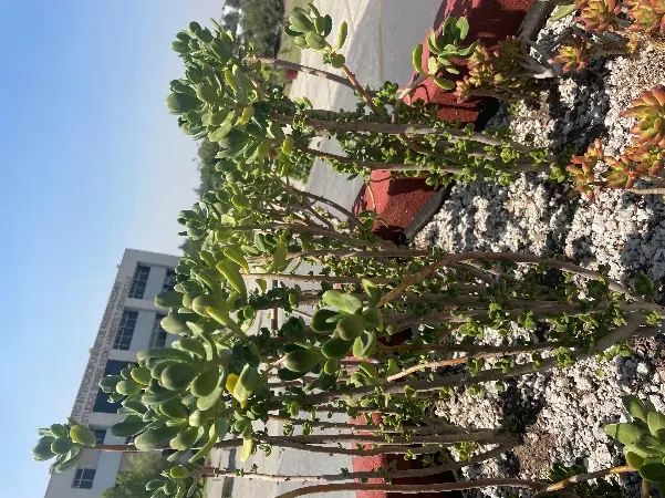 Vegetación crasulácea creciendo sobre el techo del CIIEMAD bajo el sol