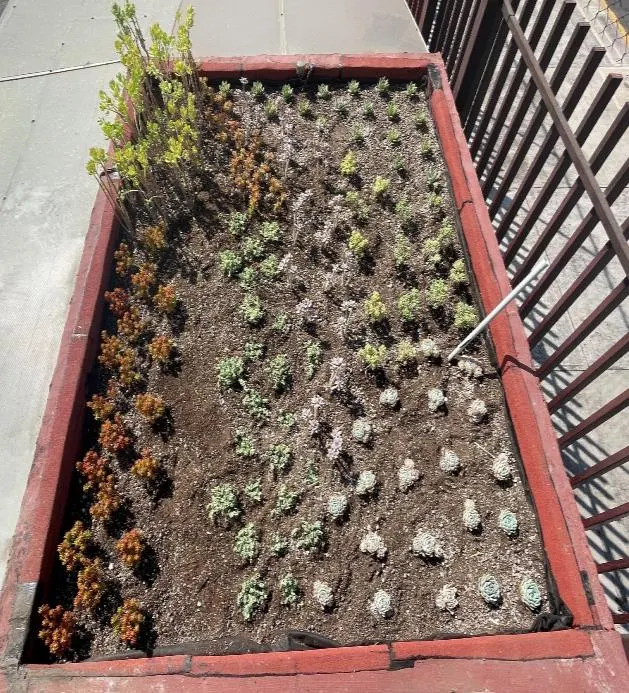 Techo verde ligero extensivo instalado en el CIIEMAD-IPN con vegetación Sedum